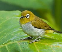 Suara Burung Cabak Kota